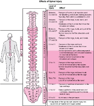 body diseases involving damage to different parts of the spine